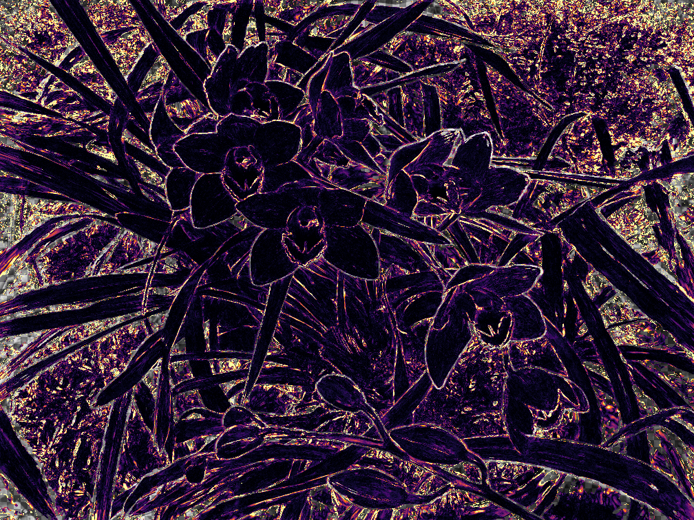 Orchids E_full result image.