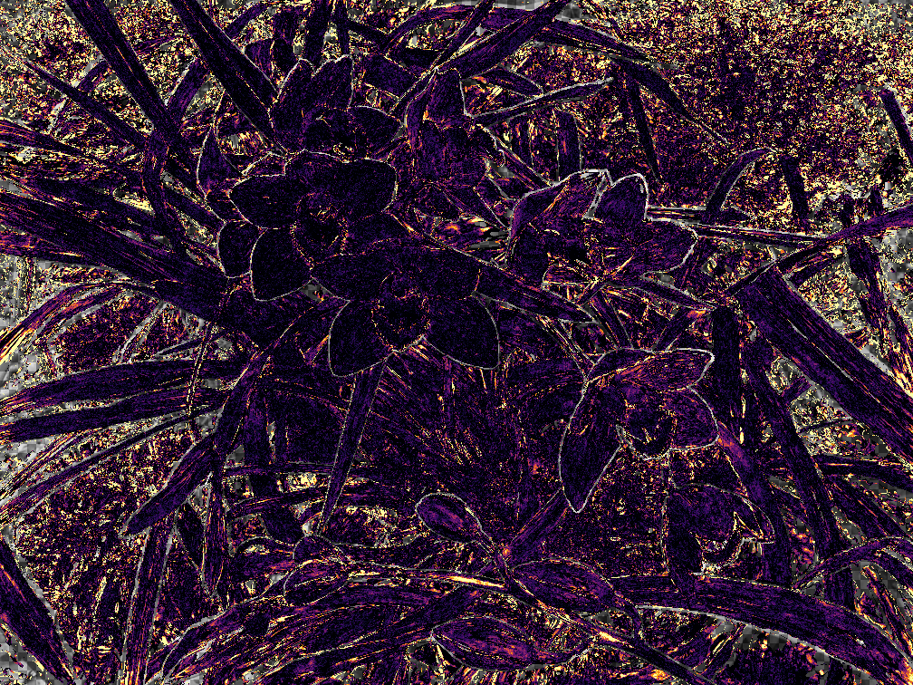 Orchids E_vd result image.