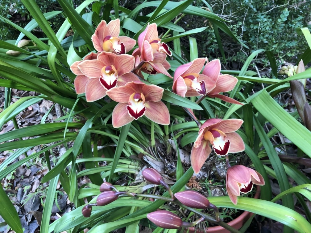 Orchids RGB result image.